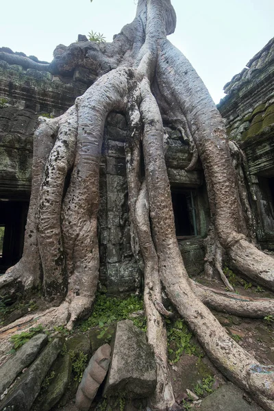 Antik Angkor Wat, Cambodia