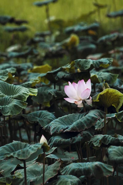 Drops Lotus Leaf — Stock Photo, Image