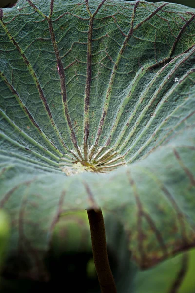Drops Lotus Leaf — Stock Photo, Image