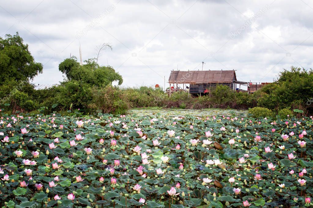 The peace farm Cambodia