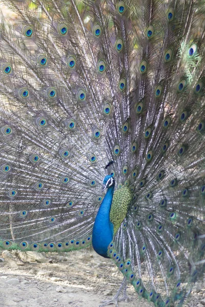 The Blooming Peacock Taiwan