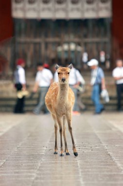 Bir geyik Nara Japonya