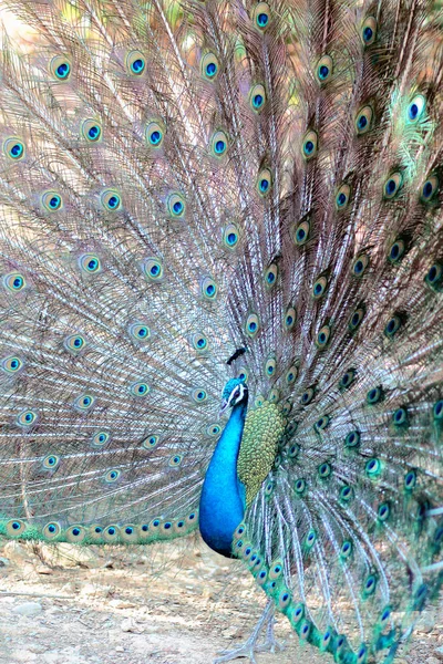 The Blooming Peacock Taiwan