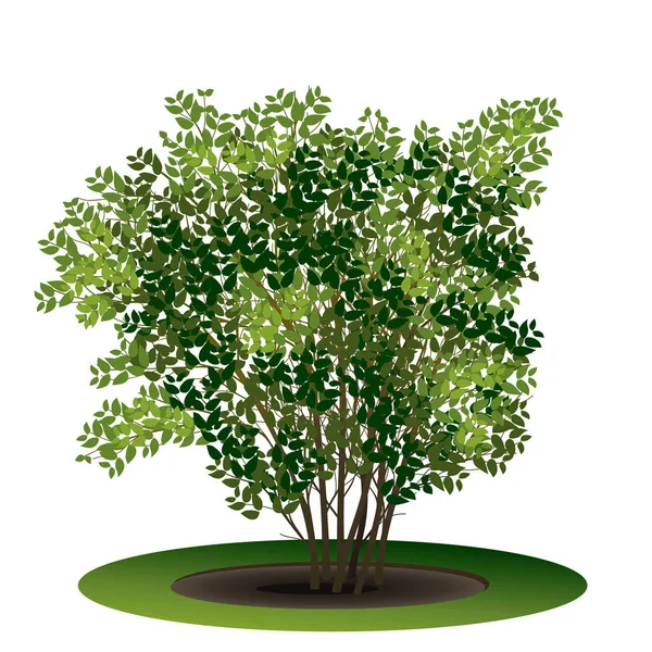 布什与绿色的叶子和白色背景上的影子 — 图库矢量图片