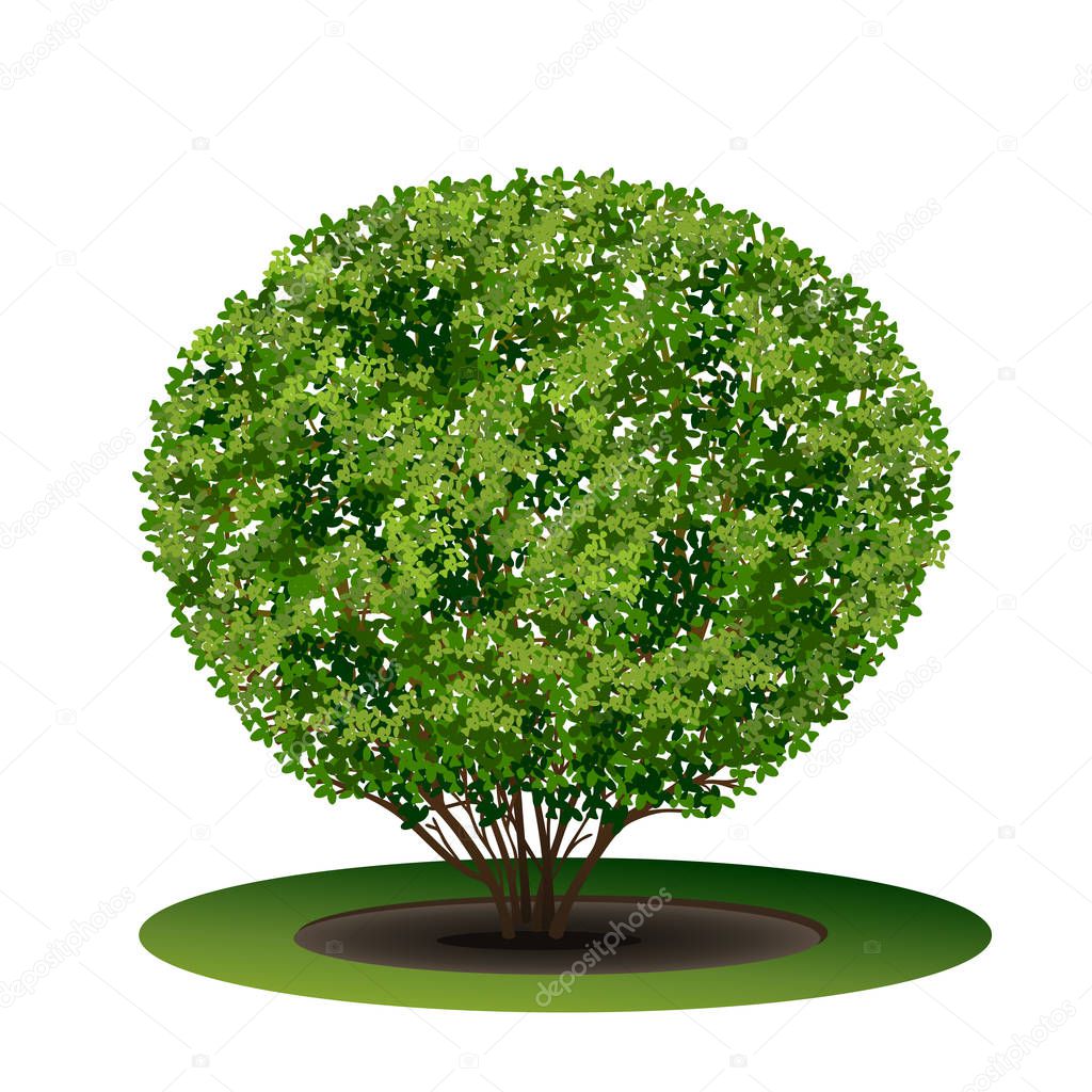bush boxwood with green leaves and shadow on white background