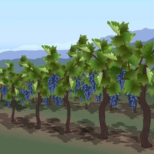 dağların fon karşı çilek ile bağ