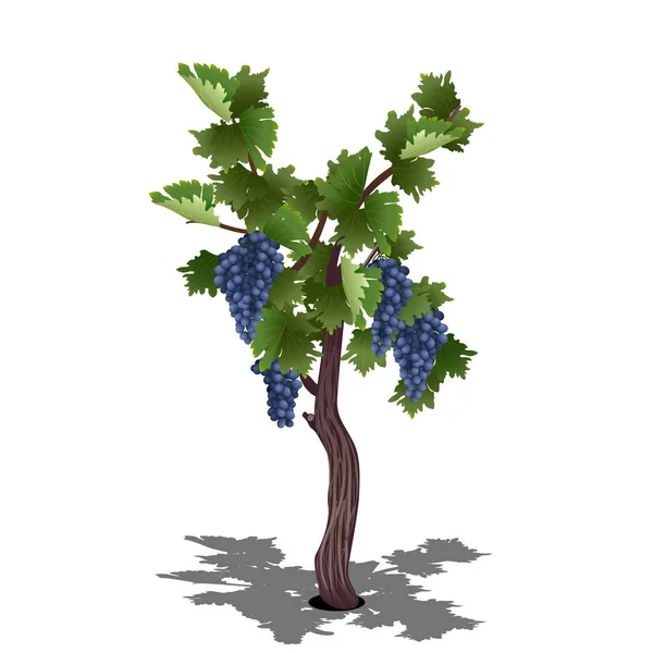 Grape Bush Med Bär Och Blad Vit Bak — Stock vektor