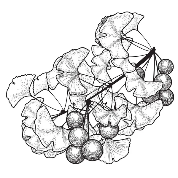 Σκίτσο Του Κλαδί Δέντρου Ginkgo Biloba Φύλλα Και Φρούτα — Διανυσματικό Αρχείο
