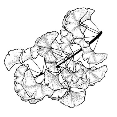 Ginkgo biloba ağacı dalı yaprakları üzerinde beyaz bir arka plan ile kroki