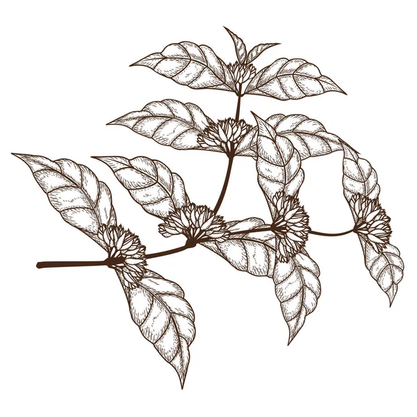 Szkic Kawa drzewo gałąź z kwiatami — Wektor stockowy