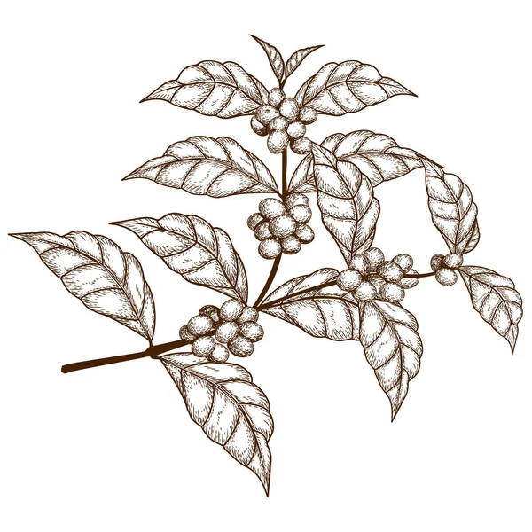 Bosquejo rama de árbol de café con bayas — Archivo Imágenes Vectoriales