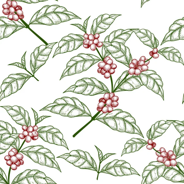 Patrón inconsútil boceto rama de árbol de café con bayas — Archivo Imágenes Vectoriales
