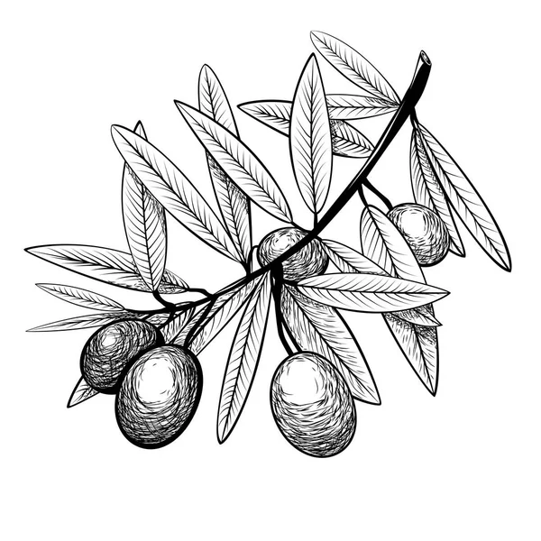 Szkic gałęzi drzewa oliwnego z owocami — Wektor stockowy