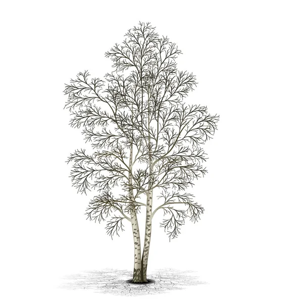Abedul de árbol separado sin hojas con sombra Ilustración de stock