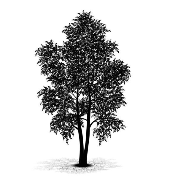 Sylwetka wolnostojący drzewo z liśćmi — Wektor stockowy