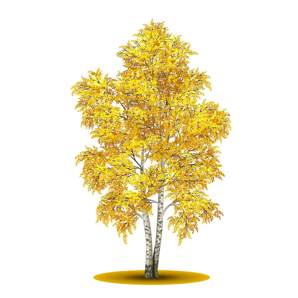 Abedul de árbol separado con hojas amarillas — Vector de stock