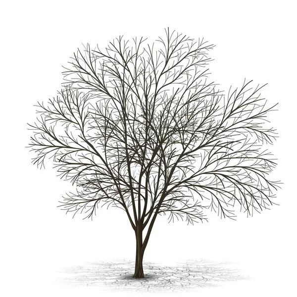 Árbol separado sin hojas con sombra — Vector de stock