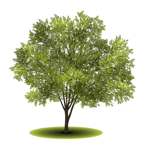 Acacia de árbol separado con hojas verdes — Vector de stock