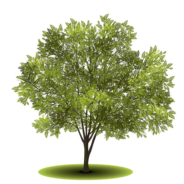 Acácia de árvore destacada com folhas verdes Gráficos Vetores