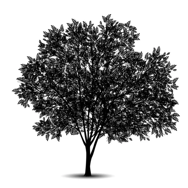 Silhouette albero staccata acacia con foglie — Vettoriale Stock