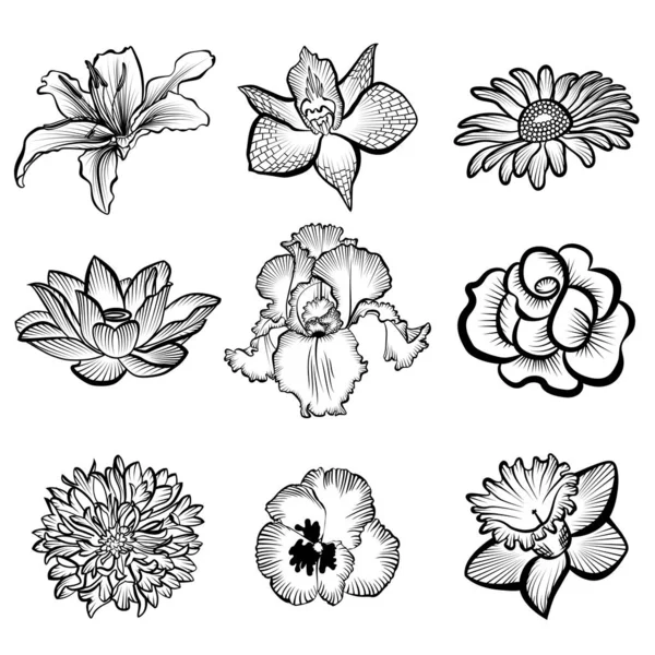 Set of flower sketches for design — Stock Vector