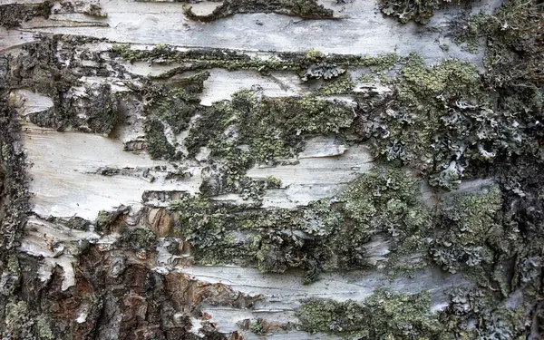 Texture Birch Tree Moss — Stock Photo, Image