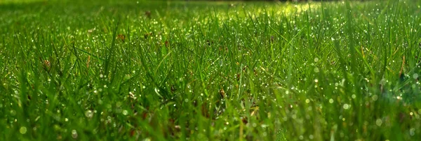 Зелена Трава Довгим Зображенням Дощу — стокове фото
