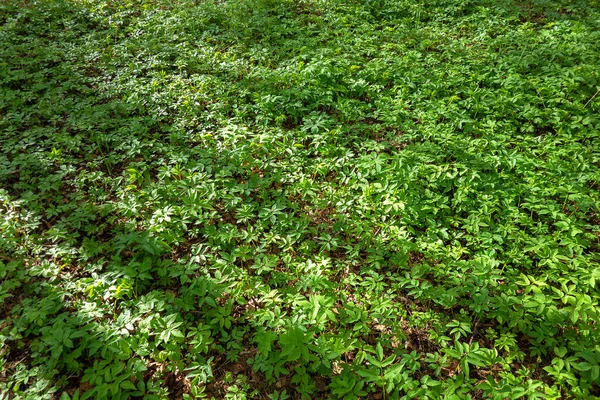 Biljetter Grönt Gräs Ogräs Marken — Stockfoto