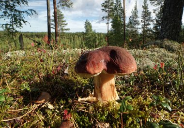 Ormanda yenebilir beyaz mantar