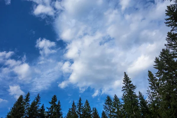 Blue Sky White Clouds Forest Top Christmas Trees — Stock Photo, Image