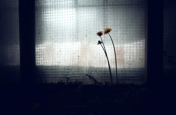 Three Dandelion Flowers Dark Brutal Black Background — Stock Photo, Image