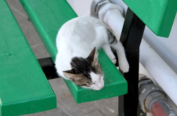 Başıboş Beyaz Bir Kedi Yeşil Bir Bankta Uyuyor — Stok fotoğraf