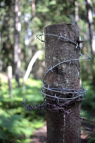 Taggtråd Trästolpe Skogen — Stockfoto