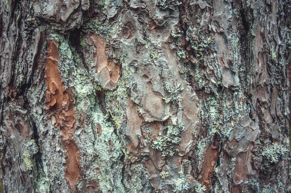 Écorce Sur Arbre Dans Forêt — Photo