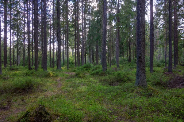 Zöld Erdő Fákkal Bokrokkal — Stock Fotó