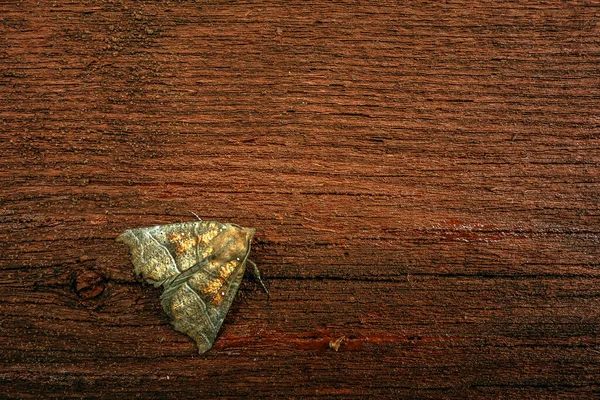 Night Moth Wooden Background — Stock Photo, Image