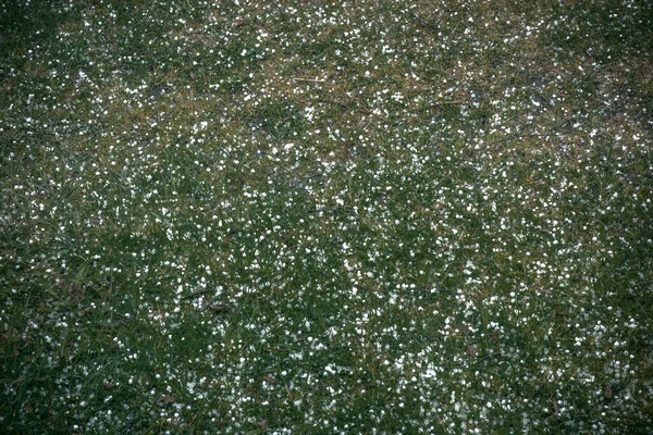 Eisiger Hagel Auf Dem Grünen Gras Sommer — Stockfoto