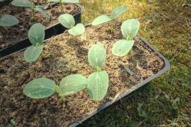 Plastik kaplarda yeşil salatalık tohumları