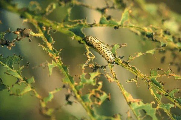 Caterpillar Eats Leaves Plants Pests Destroy Crop — Stock Photo, Image