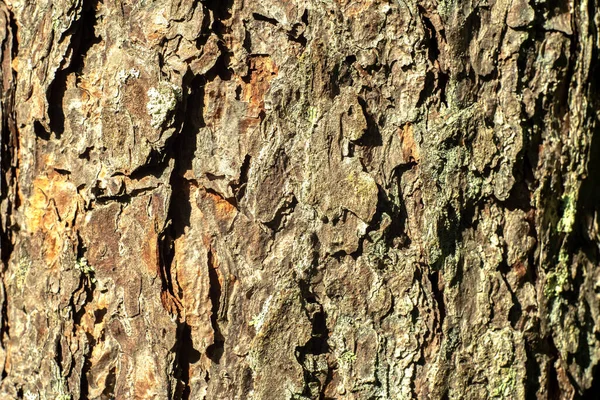 Foto Van Schors Van Een Pijnboom — Stockfoto