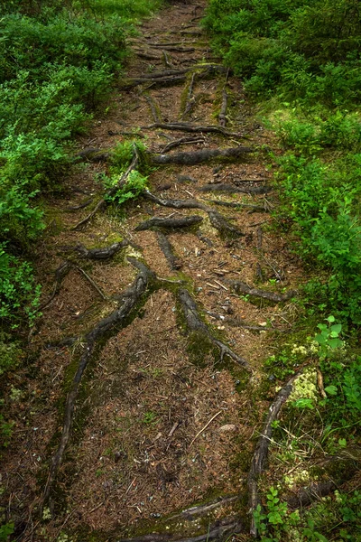 Skogsstig Med Trädrötter — Stockfoto