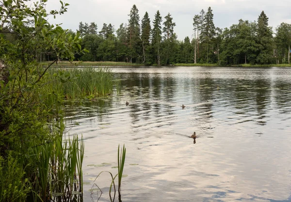 Forest Lake Ducks Summer — Stock Photo, Image