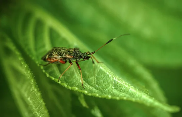 Predatory Ringed Beetle Green Leaf Garden Macrophotography — Stock Photo, Image