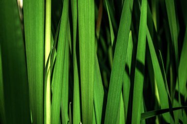 Yapraklar yeşil çimen.