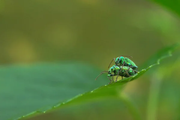 Käfer Haben Sex Garten Auf Grünem Blatt — Stockfoto