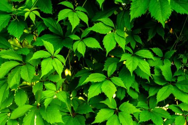 Bakire üzümlerinden yeşil yapraklar, bahçedeki süs bitkisi.