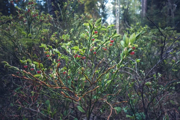 Mirtilos Vermelhos Bush Verde Floresta — Fotografia de Stock