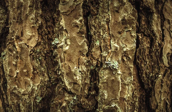 Textura Corteza Marrón Árbol Bosque —  Fotos de Stock