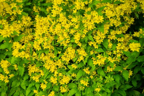 Många Små Gula Blommor Grön Rabatt Trädgården — Stockfoto