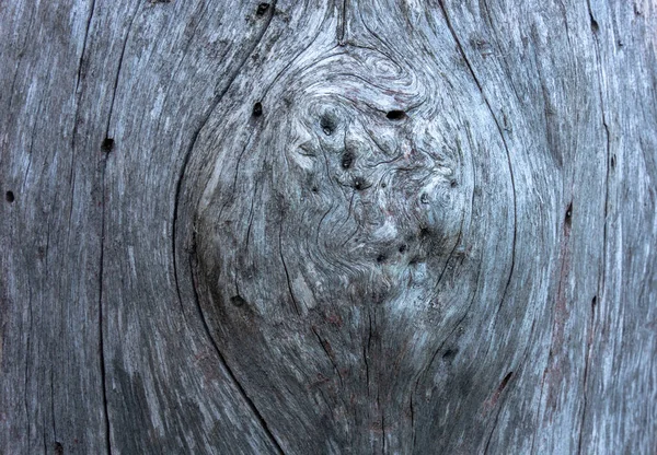 Consistenza Del Legno Essiccato Grigia Con Nodo Centro Crepe — Foto Stock